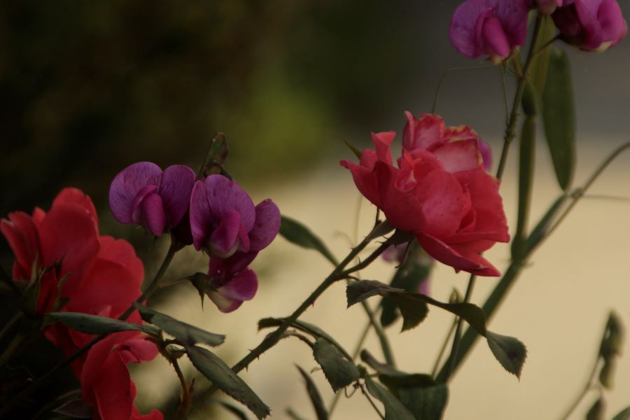 blog